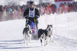 Lenk 2013